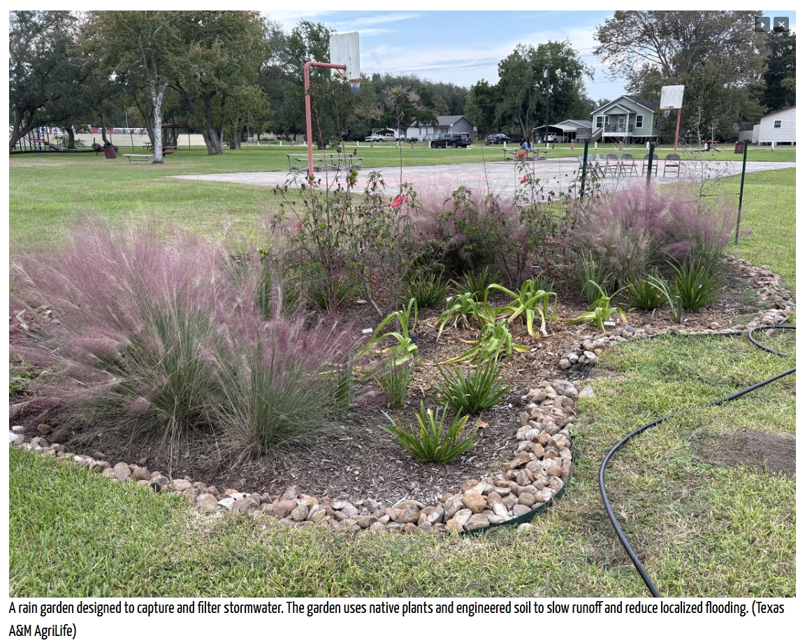 A rain garden with native grasses and flowers bordered by rocks near a basketball court, designed to capture stormwater, with trees and houses in the background.