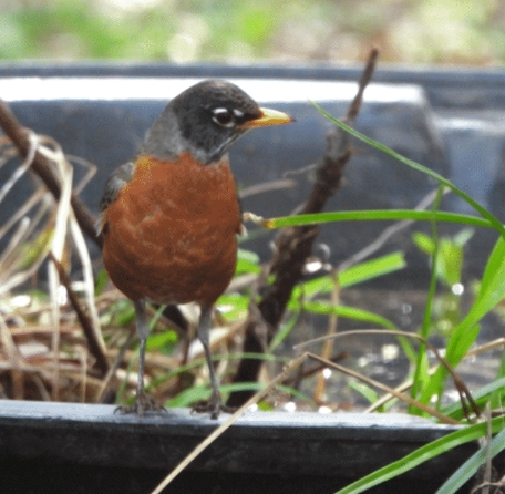 American robin standing on the edge of a container.