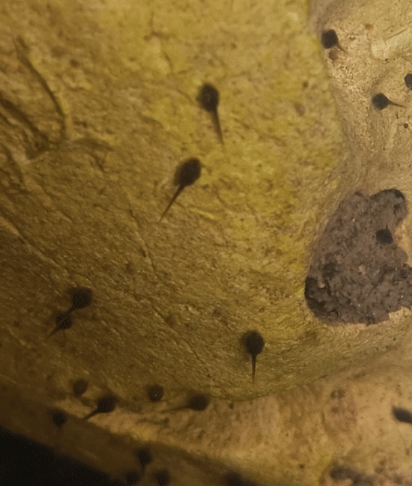 Several tadpoles swimming against a textured, light-colored surface.