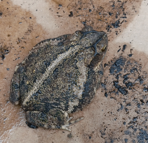 A bumpy, dark-patterned toad sits on a damp, light-colored surface.
