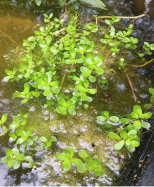 Small green aquatic plants with round leaves floating on murky, bubbly pond water.