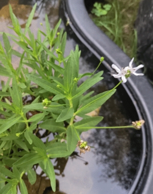 Water plant with long, narrow green leaves and a small white four-petaled flower growing in a black container.